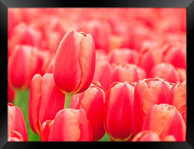 Red tulip Framed Print by Hamperium Photography