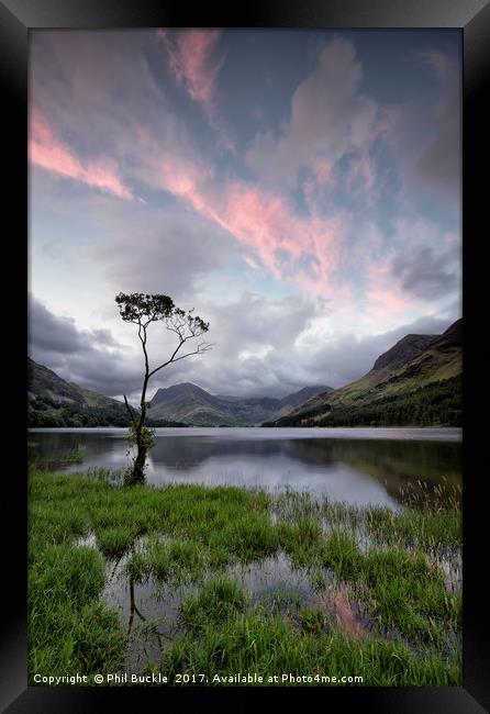 Buttermere Lone Tree Sunrise Framed Print by Phil Buckle