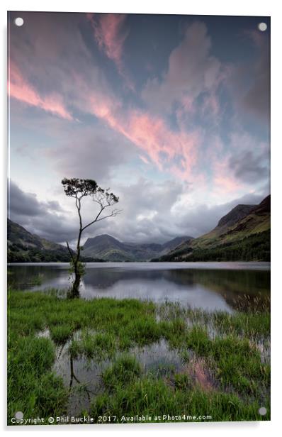 Buttermere Lone Tree Sunrise Acrylic by Phil Buckle