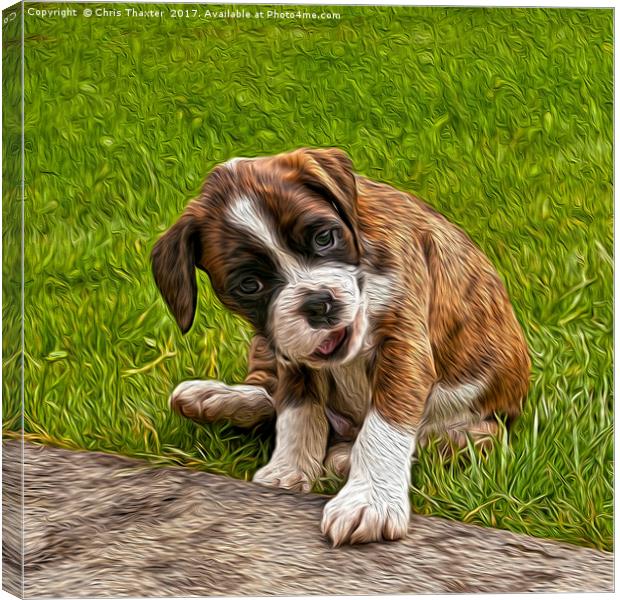 Boxer Puppy Canvas Print by Chris Thaxter