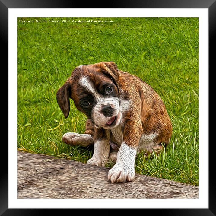 Boxer Puppy Framed Mounted Print by Chris Thaxter