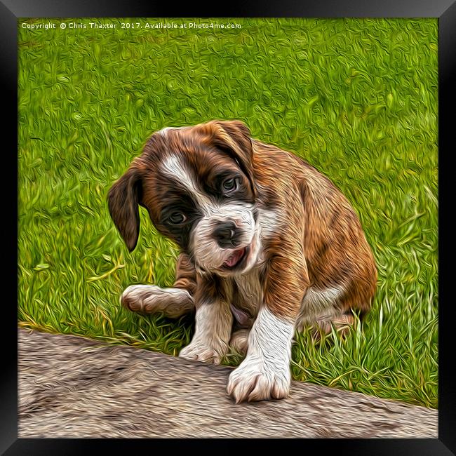 Boxer Puppy Framed Print by Chris Thaxter