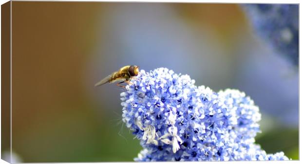 Hoverfly Canvas Print by Mike Lanning