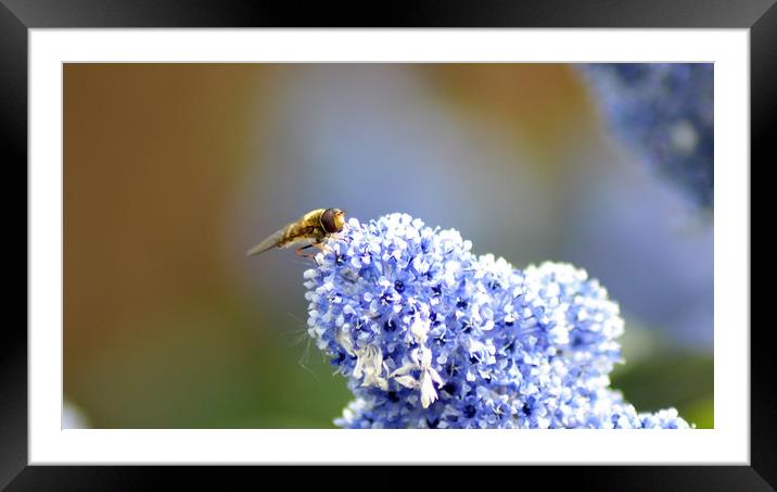 Hoverfly Framed Mounted Print by Mike Lanning