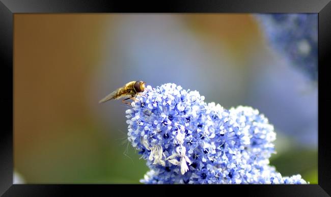 Hoverfly Framed Print by Mike Lanning