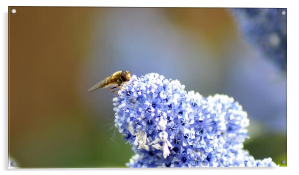 Hoverfly Acrylic by Mike Lanning