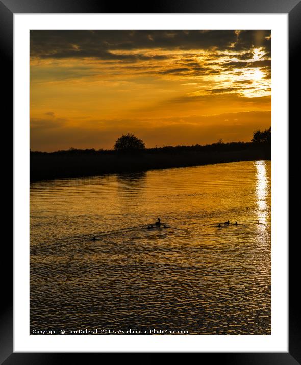 Swimming into the sunset. Framed Mounted Print by Tom Dolezal