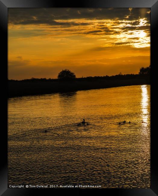 Swimming into the sunset. Framed Print by Tom Dolezal