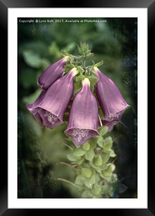 Foxglove with Textures Framed Mounted Print by Lynn Bolt