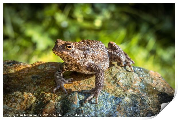 Amphibian, Common British Toad / Frog Print by Jason Jones