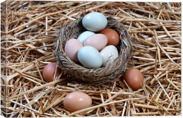 Naturally colorful eggs in bird nest for Easter ho Canvas Print by Thomas Baker