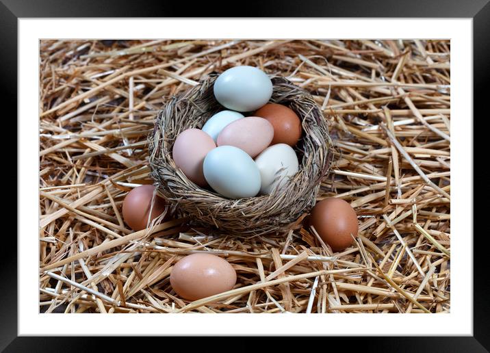 Naturally colorful eggs in bird nest for Easter ho Framed Mounted Print by Thomas Baker