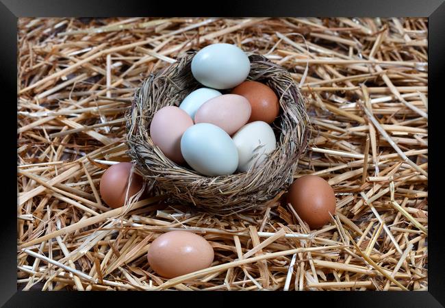 Naturally colorful eggs in bird nest for Easter ho Framed Print by Thomas Baker