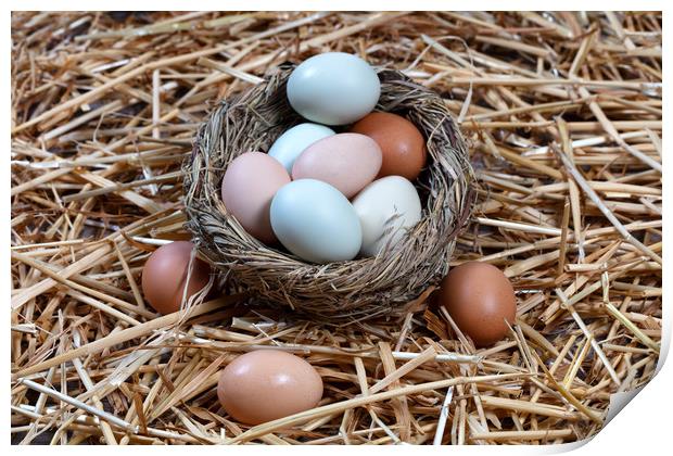 Naturally colorful eggs in bird nest for Easter ho Print by Thomas Baker