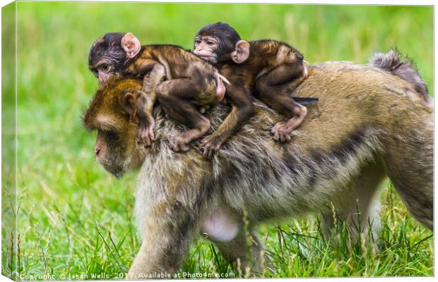 Two baby Barbary macaques hitching a ride Canvas Print by Jason Wells