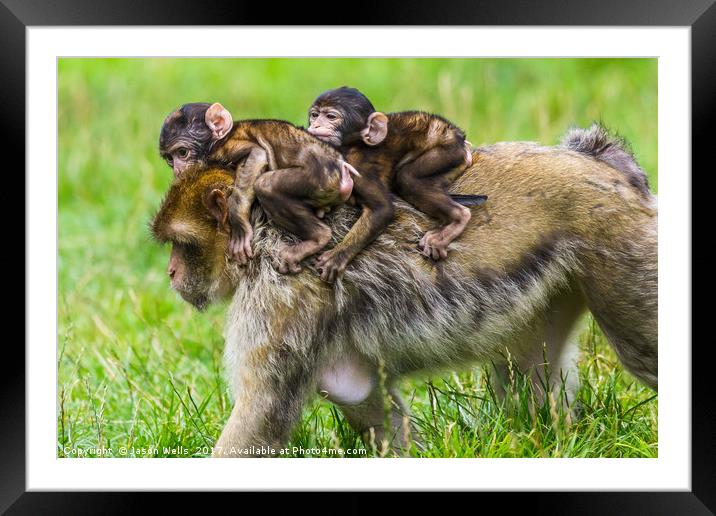 Two baby Barbary macaques hitching a ride Framed Mounted Print by Jason Wells