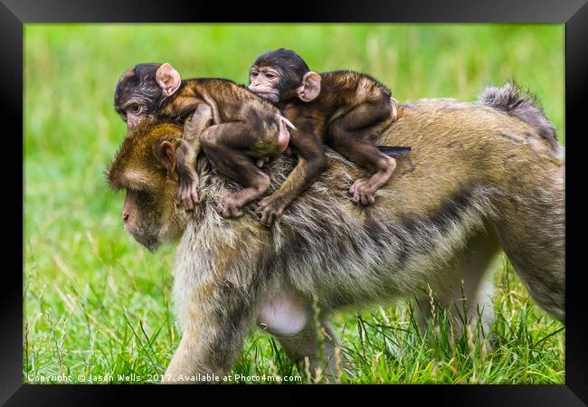 Two baby Barbary macaques hitching a ride Framed Print by Jason Wells