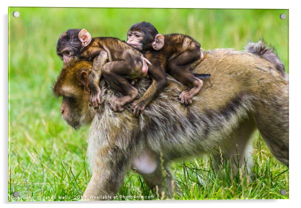 Two baby Barbary macaques hitching a ride Acrylic by Jason Wells