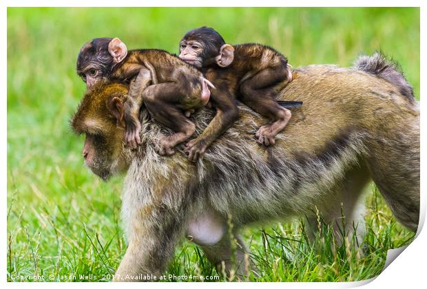 Two baby Barbary macaques hitching a ride Print by Jason Wells