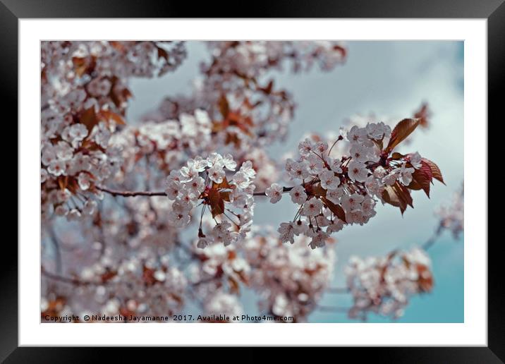 Cherry Blossoms!  Framed Mounted Print by Nadeesha Jayamanne