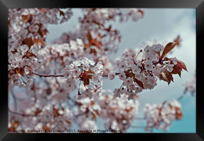 Cherry Blossoms!  Framed Print by Nadeesha Jayamanne