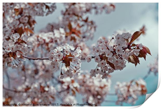 Cherry Blossoms!  Print by Nadeesha Jayamanne