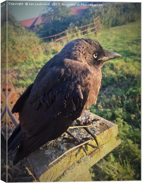 The Lonely Jackdaw Sits on the Fencepost Canvas Print by Ian Lockwood