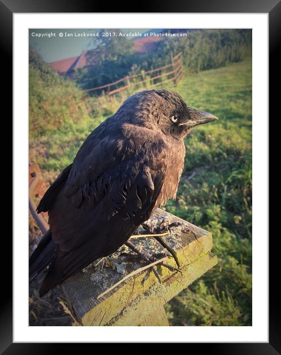 The Lonely Jackdaw Sits on the Fencepost Framed Mounted Print by Ian Lockwood