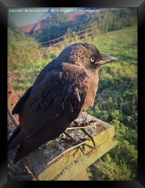 The Lonely Jackdaw Sits on the Fencepost Framed Print by Ian Lockwood