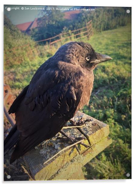 The Lonely Jackdaw Sits on the Fencepost Acrylic by Ian Lockwood