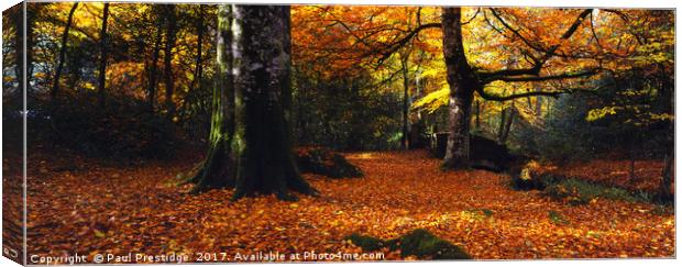 Devon Woods in Autumn Canvas Print by Paul F Prestidge