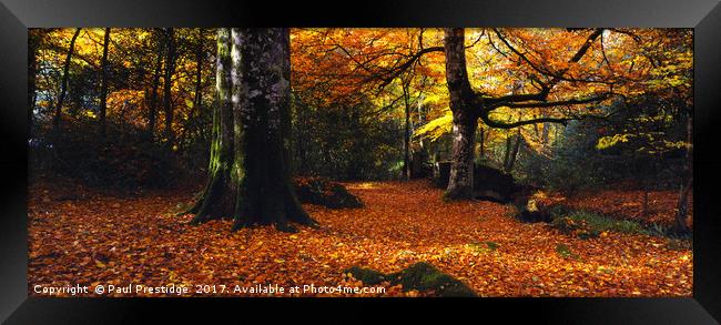 Devon Woods in Autumn Framed Print by Paul F Prestidge