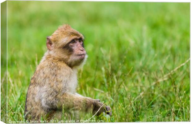 Infant Barbary macaque with a bunch of grapes Canvas Print by Jason Wells
