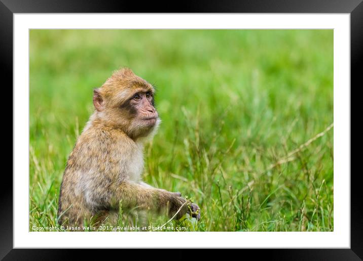 Infant Barbary macaque with a bunch of grapes Framed Mounted Print by Jason Wells