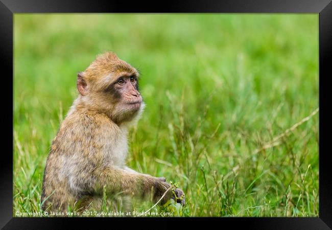 Infant Barbary macaque with a bunch of grapes Framed Print by Jason Wells