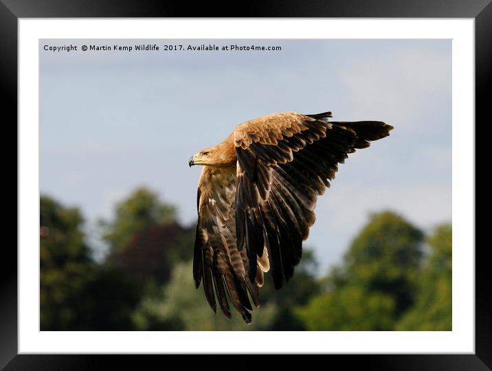 Eagle 2 Framed Mounted Print by Martin Kemp Wildlife