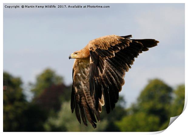 Eagle 2 Print by Martin Kemp Wildlife