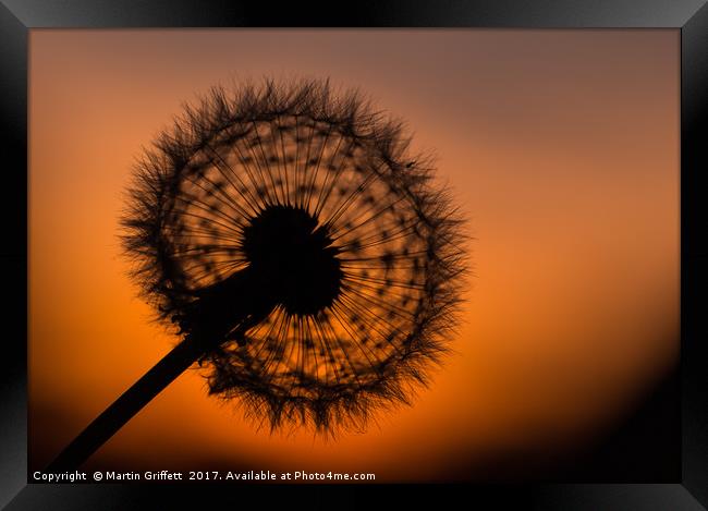 Dandelion Sunset Framed Print by Martin Griffett