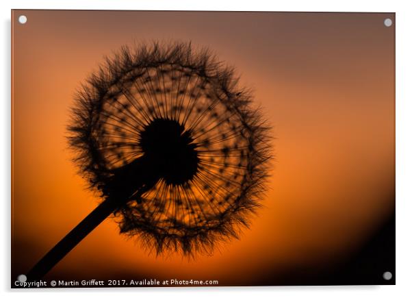 Dandelion Sunset Acrylic by Martin Griffett