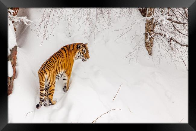A tiger in the snow Framed Print by Hamperium Photography