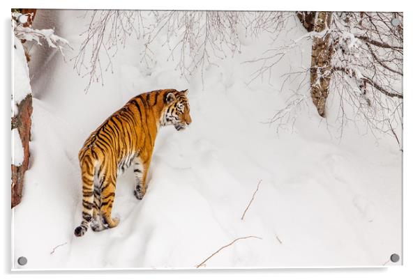 A tiger in the snow Acrylic by Hamperium Photography