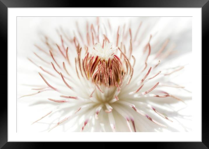 White Clematis Framed Mounted Print by Mary Lane