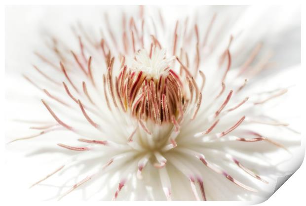 White Clematis Print by Mary Lane