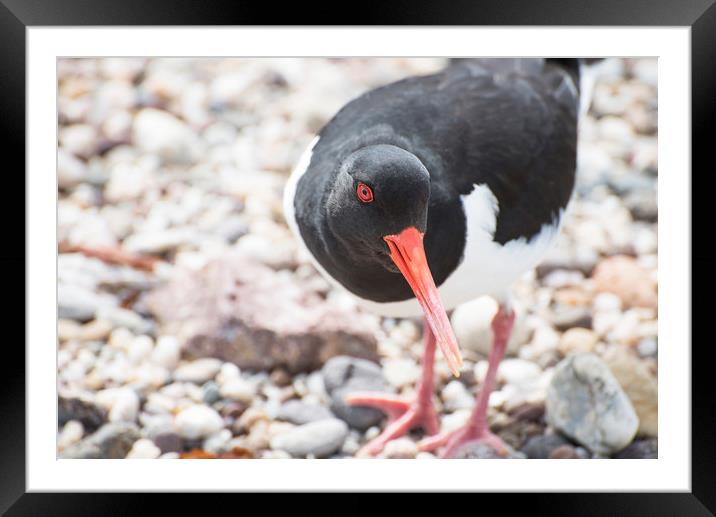 Oyster Catcher Framed Mounted Print by Mary Lane