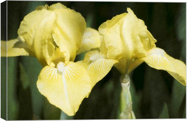 Yellow Irises Canvas Print by Mary Lane