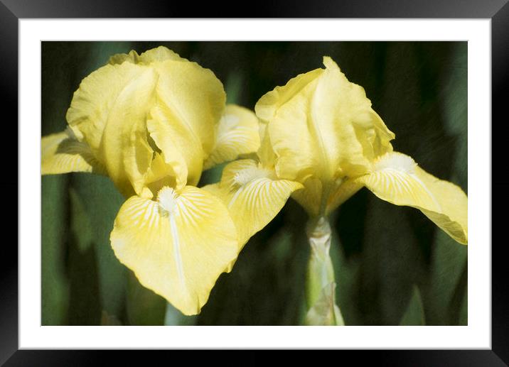 Yellow Irises Framed Mounted Print by Mary Lane