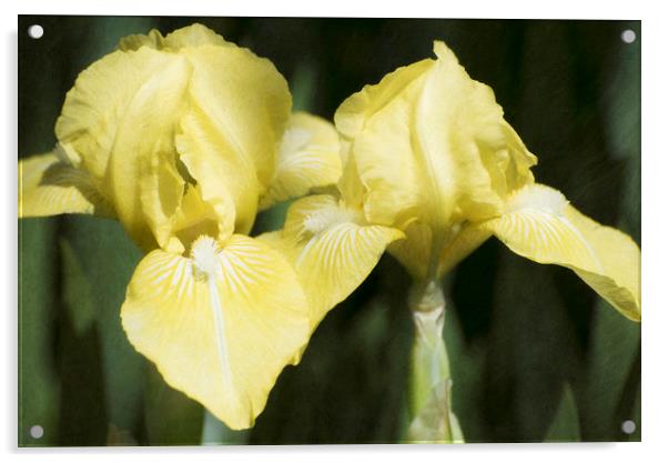 Yellow Irises Acrylic by Mary Lane