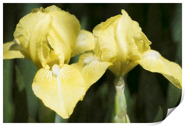 Yellow Irises Print by Mary Lane