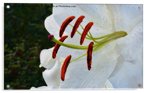 Lily Casa Blanca Acrylic by Frank Irwin