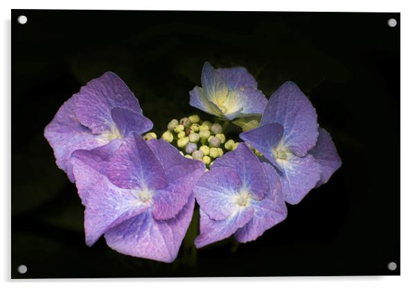 A purple hydrangea Acrylic by Eddie John